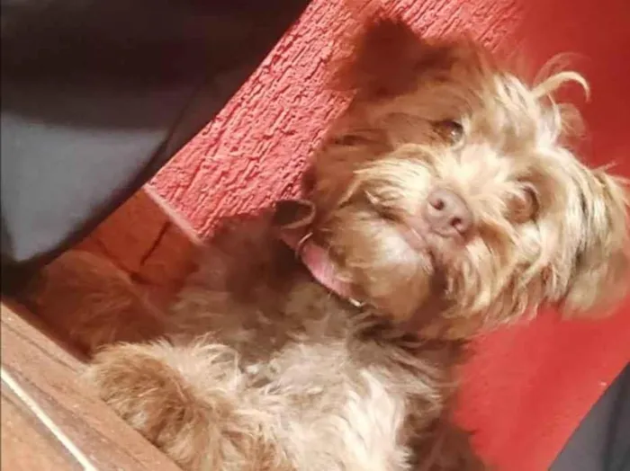 Cachorro raça SRD idade 7 a 11 meses nome Mila