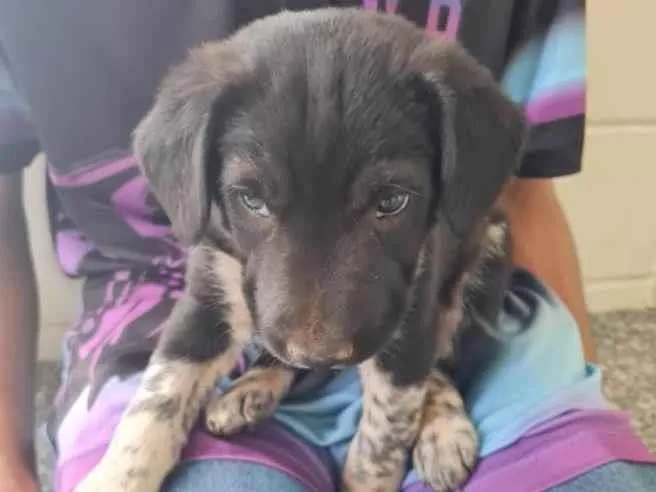 Cachorro ra a SRD idade 2 a 6 meses nome Max