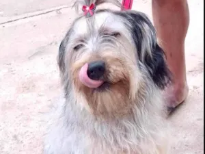 Cachorro raça Srd idade 7 a 11 meses nome Luna bb8meses 