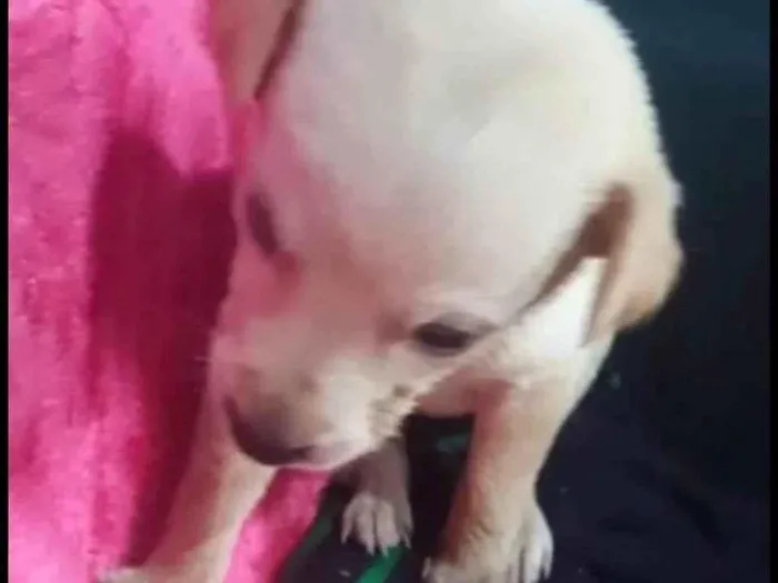 Cachorro raça Srd idade 2 a 6 meses nome Cora bb Linda 