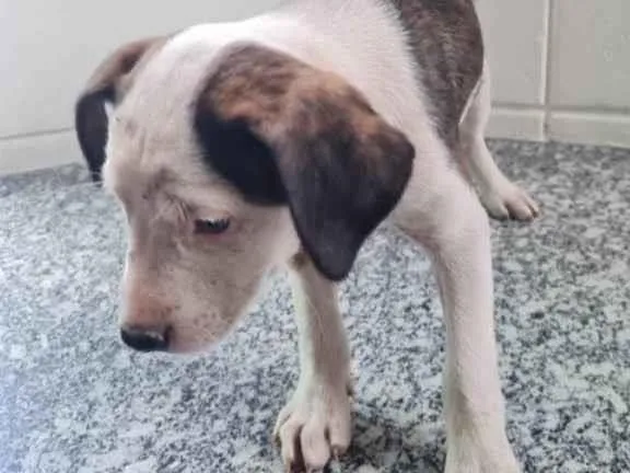 Cachorro ra a SRD idade 2 a 6 meses nome Petra