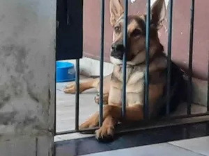 Cachorro raça Ndf pastor com virá lata idade 7 a 11 meses nome Lana