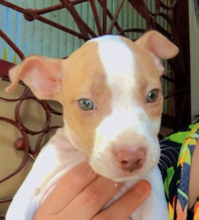 Cachorro ra a Mestiço  idade 2 a 6 meses nome Thor 