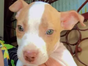 Cachorro raça Mestiço  idade 2 a 6 meses nome Thor 