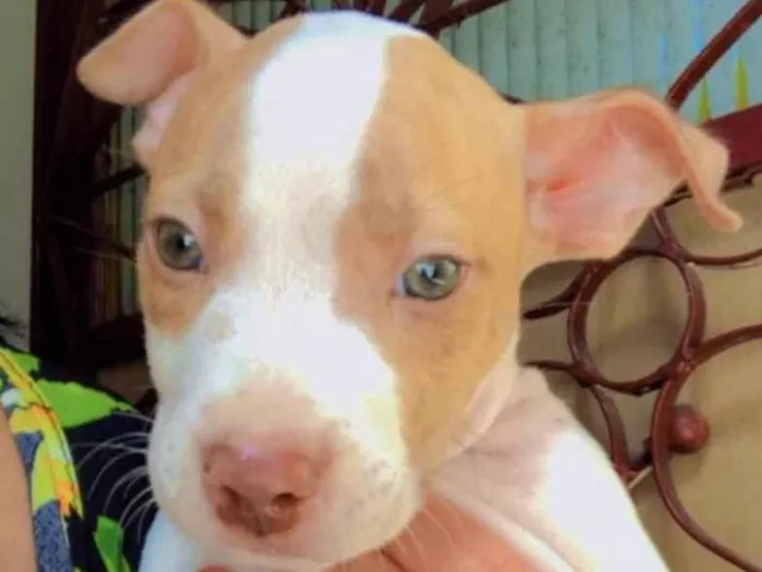 Cachorro ra a Mestiço  idade 2 a 6 meses nome Thor 