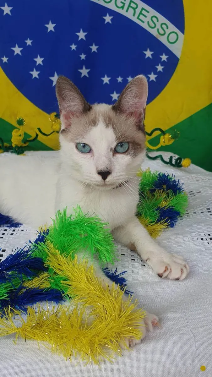 Gato ra a SRD idade 2 a 6 meses nome DOLCE 