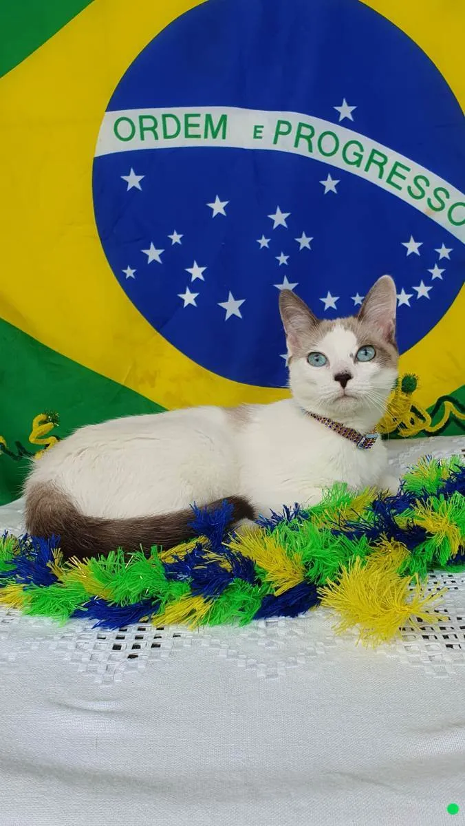 Gato ra a SRD idade 2 a 6 meses nome DOLCE 