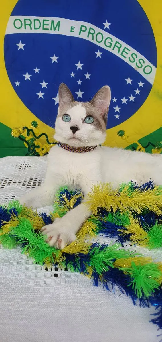 Gato ra a SRD idade 2 a 6 meses nome DOLCE 