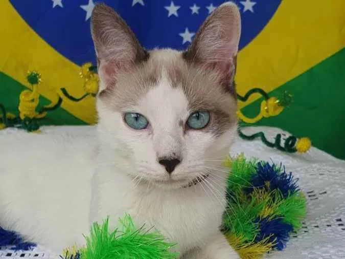 Gato ra a SRD idade 2 a 6 meses nome DOLCE 