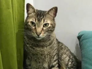 Gato raça  idade  nome Aslan, chongo, nina,