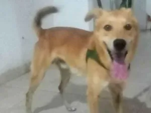 Cachorro raça Mistura idade 3 anos nome Theo