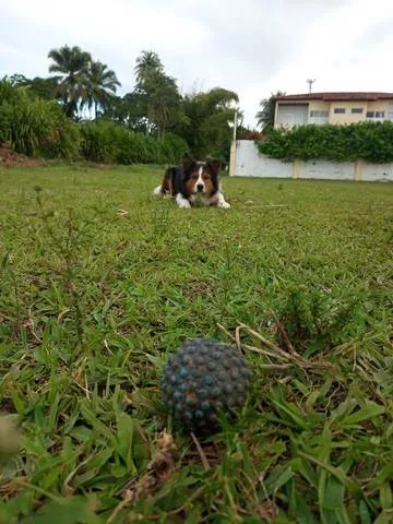 Cachorro raça Border Collie idade 4 anos nome Bonzo e Sansa