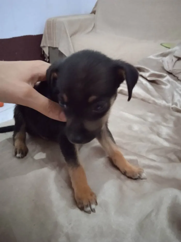 Cachorro ra a Vira lata  idade 2 a 6 meses nome Luck
