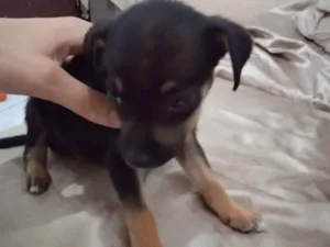 Cachorro raça Vira lata  idade 2 a 6 meses nome Luck