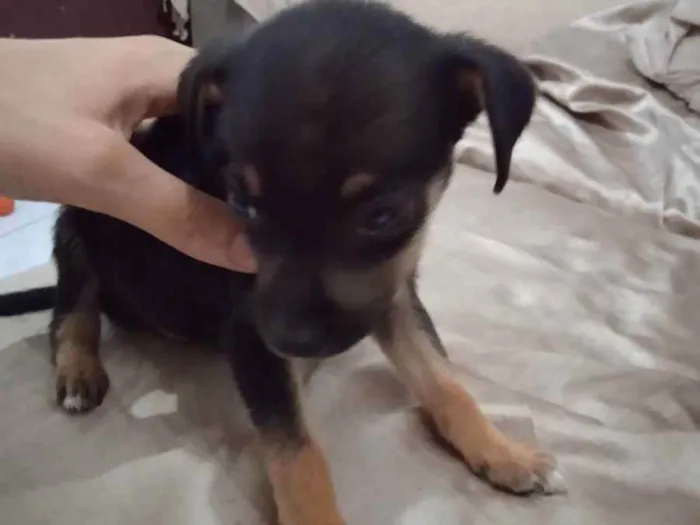 Cachorro ra a Vira lata  idade 2 a 6 meses nome Luck