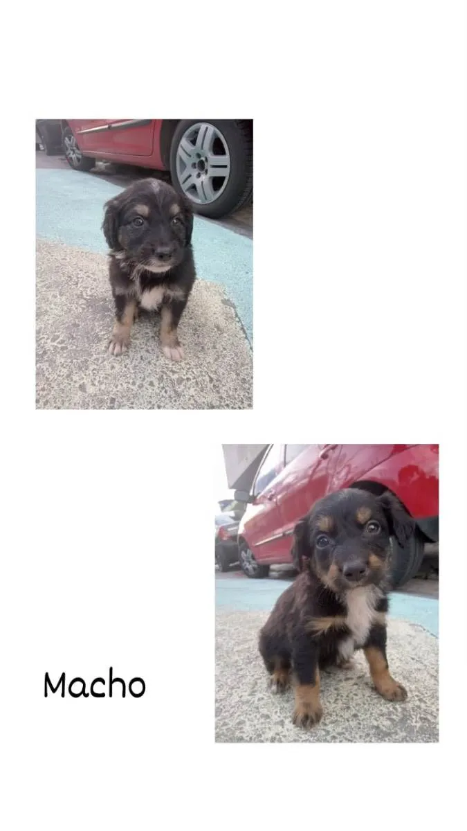 Cachorro ra a Vira-lata  idade 2 a 6 meses nome Não tenho nome ainda