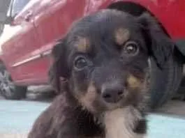 Cachorro raça Vira-lata  idade 2 a 6 meses nome Não tenho nome ainda
