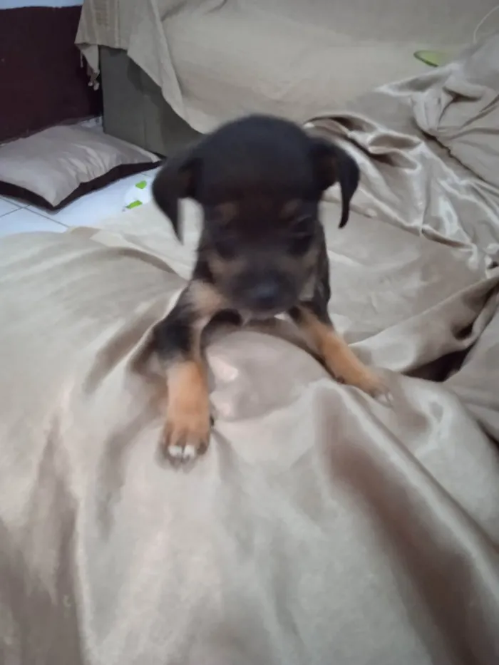 Cachorro ra a Vira lata  idade 2 a 6 meses nome Luck
