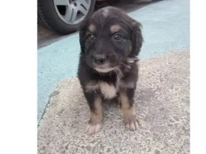 Cachorro ra a Vira-lata  idade 2 a 6 meses nome Não tenho nome ainda