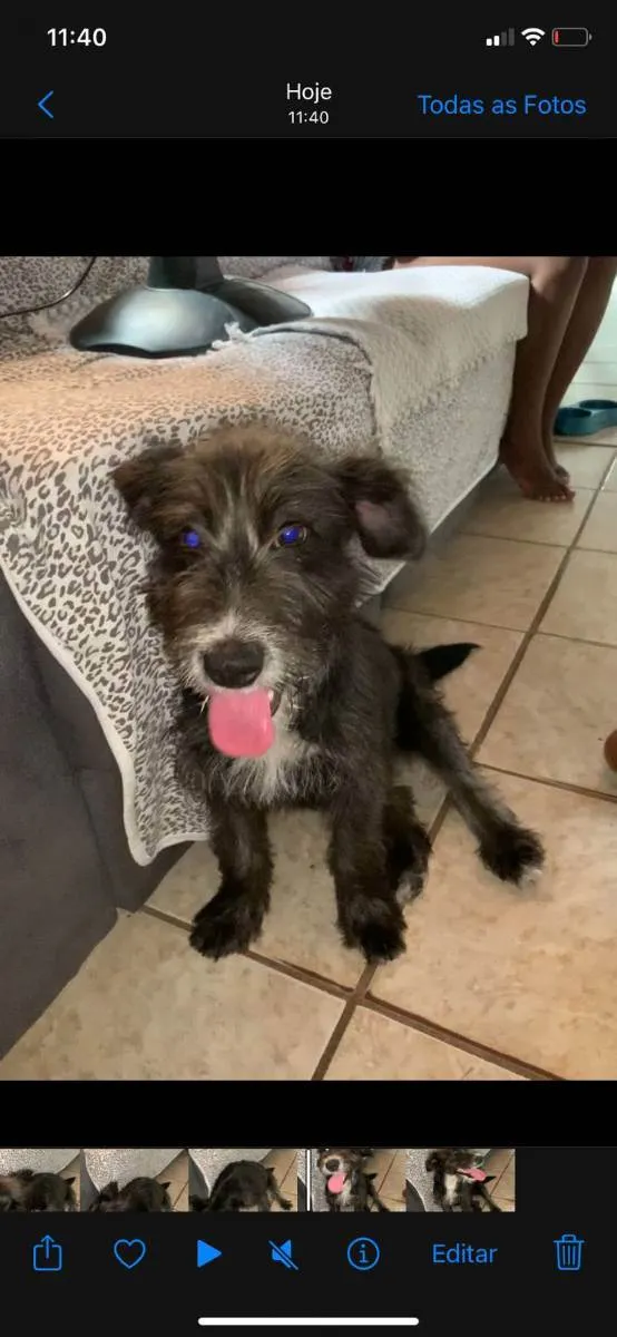 Cachorro ra a Vira lata  idade 2 a 6 meses nome Hanna