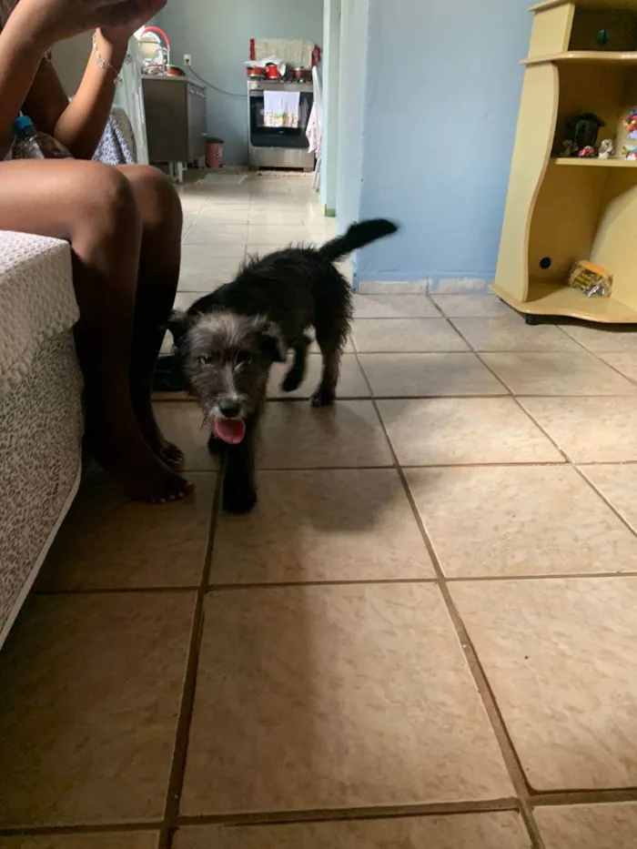 Cachorro ra a Vira lata  idade 2 a 6 meses nome Hanna