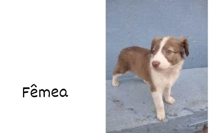 Cachorro ra a Vira-lata  idade Abaixo de 2 meses nome Não tenho nome ainda