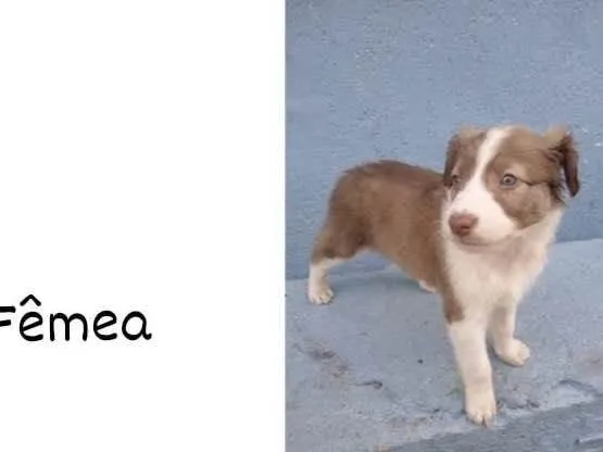 Cachorro ra a Vira-lata  idade Abaixo de 2 meses nome Não tenho nome ainda