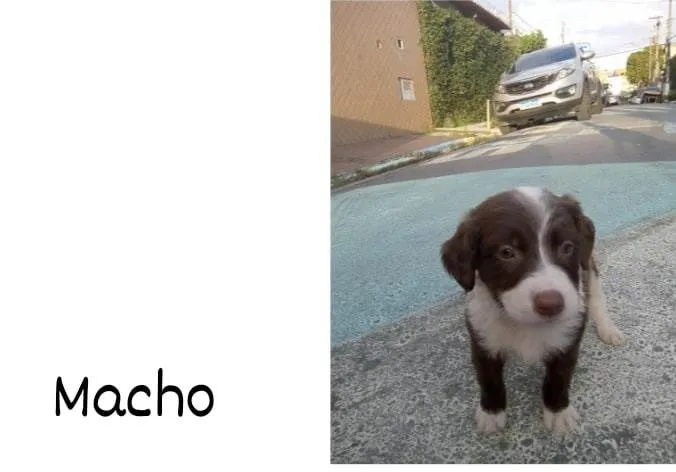 Cachorro ra a Vira-lata  idade Abaixo de 2 meses nome Ainda não tenho nome