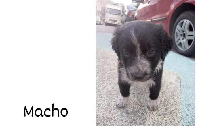 Cachorro ra a Vira-lata  idade Abaixo de 2 meses nome Ainda não tenho nome