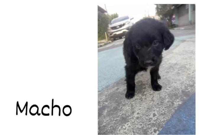Cachorro ra a Vira-lata  idade Abaixo de 2 meses nome Ainda não tenho nome