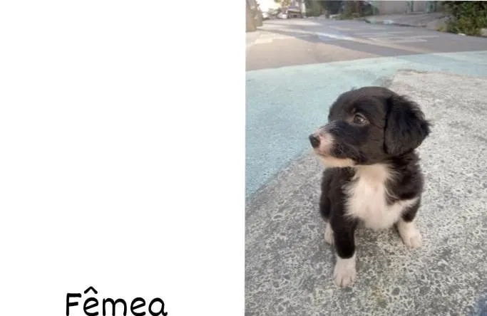 Cachorro ra a Vira-lata  idade Abaixo de 2 meses nome Ainda não tenho nome
