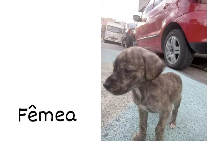 Cachorro ra a Vira-lata  idade Abaixo de 2 meses nome Ainda não tem nome 