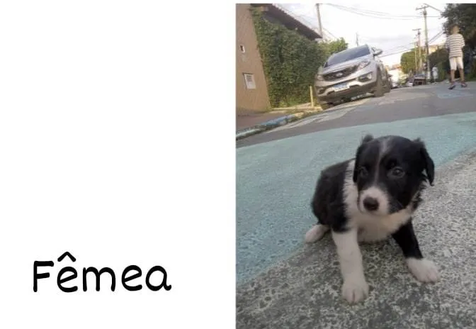 Cachorro ra a Vira-lata  idade Abaixo de 2 meses nome Ainda não tenho nome