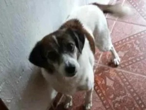 Cachorro raça Srd idade 2 anos nome Mesclada