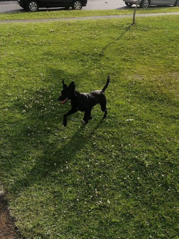 Cachorro ra a SRD idade 7 a 11 meses nome Azabache