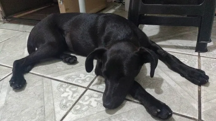 Cachorro ra a SRD idade 7 a 11 meses nome Azabache