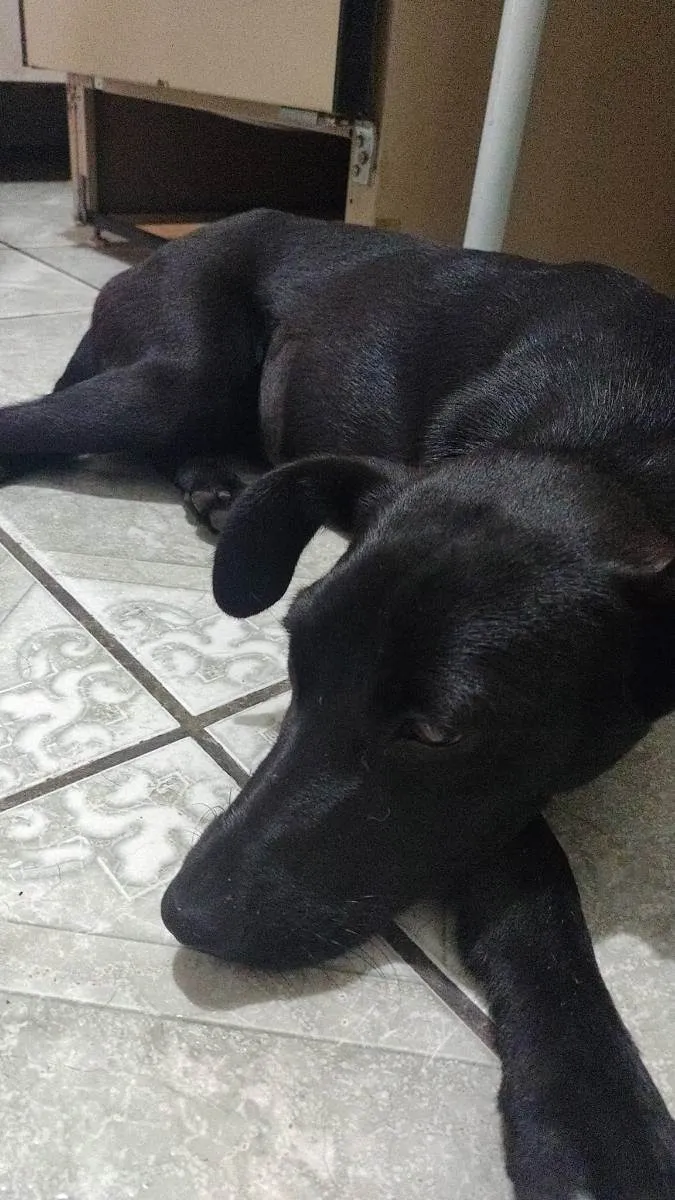 Cachorro ra a SRD idade 7 a 11 meses nome Azabache