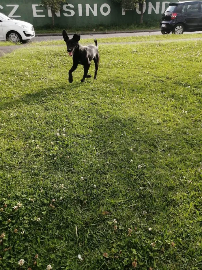 Cachorro ra a SRD idade 7 a 11 meses nome Azabache