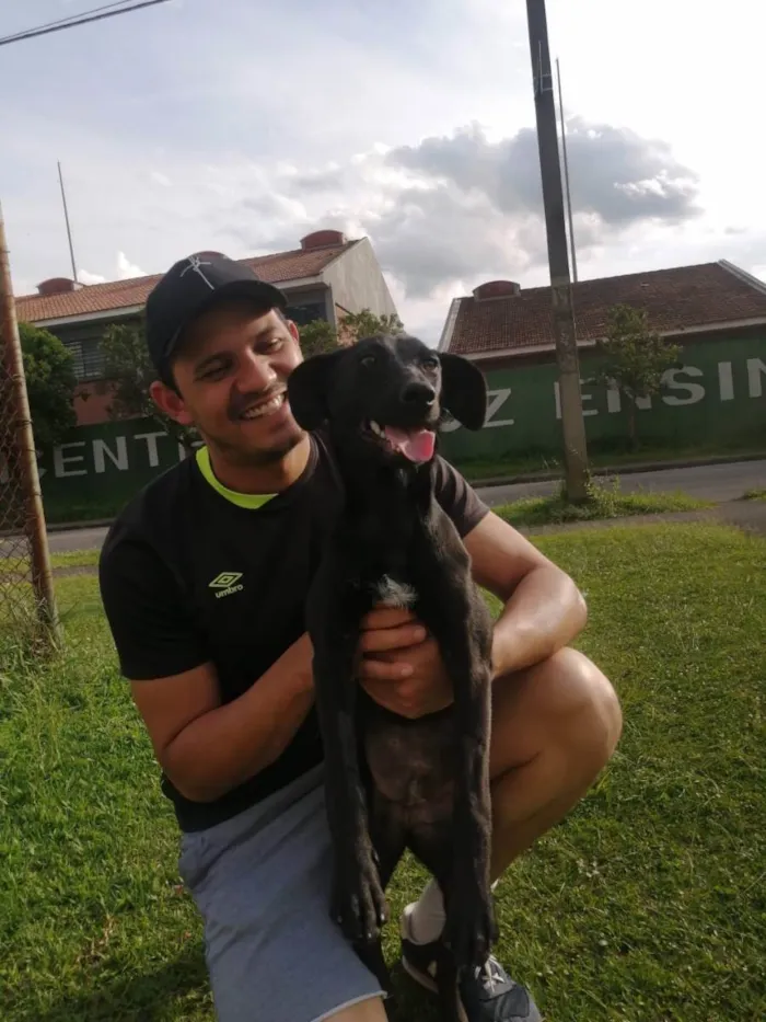 Cachorro ra a SRD idade 7 a 11 meses nome Azabache
