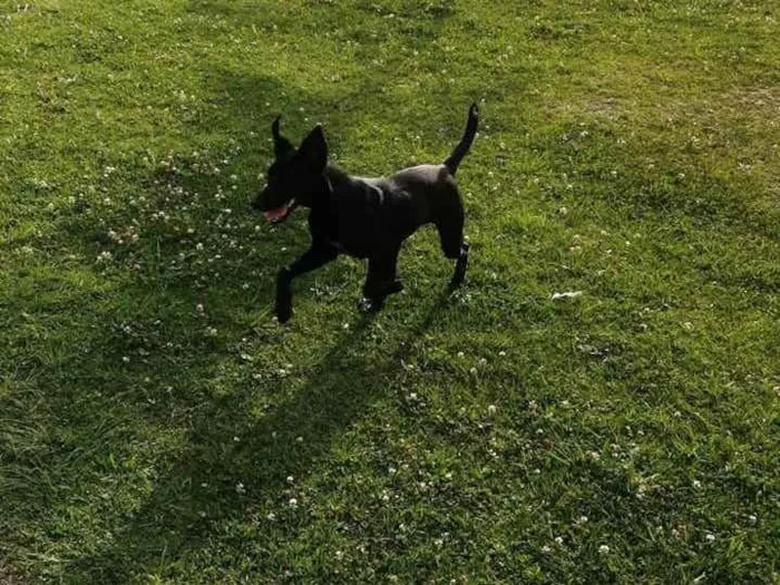 Cachorro ra a SRD idade 7 a 11 meses nome Azabache