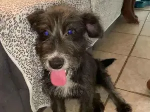 Cachorro raça Vira lata  idade 2 a 6 meses nome Hanna