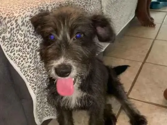 Cachorro ra a Vira lata  idade 2 a 6 meses nome Hanna