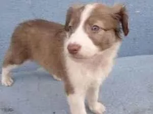 Cachorro raça Vira-lata  idade Abaixo de 2 meses nome Não tenho nome ainda