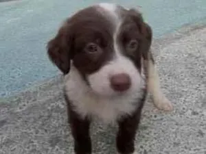 Cachorro raça Vira-lata  idade Abaixo de 2 meses nome Ainda não tenho nome