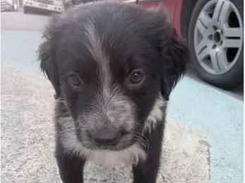 Cachorro ra a Vira-lata  idade Abaixo de 2 meses nome Ainda não tenho nome