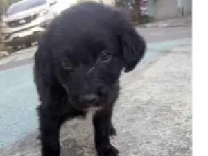 Cachorro raça Vira-lata  idade Abaixo de 2 meses nome Ainda não tenho nome