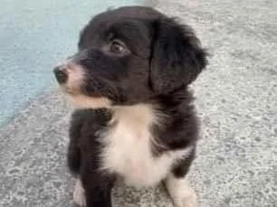 Cachorro ra a Vira-lata  idade Abaixo de 2 meses nome Ainda não tenho nome