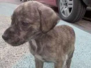 Cachorro raça Vira-lata  idade Abaixo de 2 meses nome Ainda não tem nome 