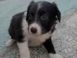 Cachorro raça Vira-lata  idade Abaixo de 2 meses nome Ainda não tenho nome