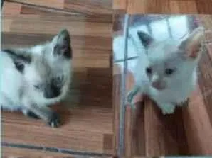 Gato ra a Não são de raça  idade 2 a 6 meses nome Sem nome 